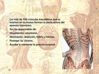 • Los más de 700 músculos esqueléticos que se
insertan en los huesos forman la parte activa del
aparato locomotor.
• Son los responsables de:
 Movimientos voluntarios.
 Masticación, deglución, habla y mímica.
 Proteger las vísceras.
 Ayudar a mantener la postura corporal.
 