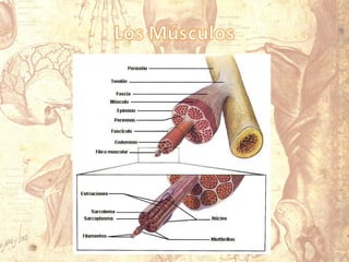 Aparato locomotor 1