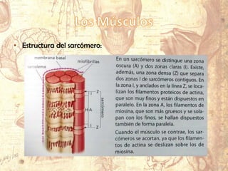• Estructura del sarcómero:
 