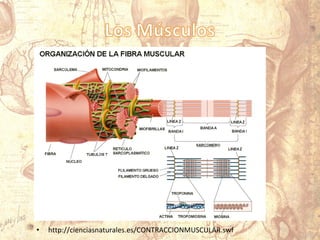 • http://cienciasnaturales.es/CONTRACCIONMUSCULAR.swf
 