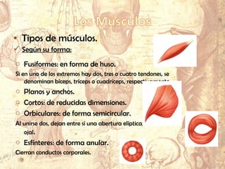 • Tipos de músculos.
 Según su forma:
o Fusiformes: en forma de huso.
Si en uno de los extremos hay dos, tres o cuatro tendones, se
denominan bíceps, tríceps o cuadríceps, respectivamente.
o Planos y anchos.
o Cortos: de reducidas dimensiones.
o Orbiculares: de forma semicircular.
Al unirse dos, dejan entre sí una abertura elíptica, a modo de
ojal.
o Esfínteres: de forma anular.
Cierran conductos corporales.
 
