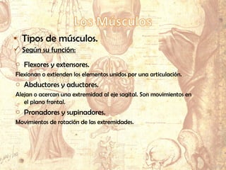 • Tipos de músculos.
 Según su función:
o Flexores y extensores.
Flexionan o extienden los elementos unidos por una articulación.
o Abductores y aductores.
Alejan o acercan una extremidad al eje sagital. Son movimientos en
el plano frontal.
o Pronadores y supinadores.
Movimientos de rotación de las extremidades.
 