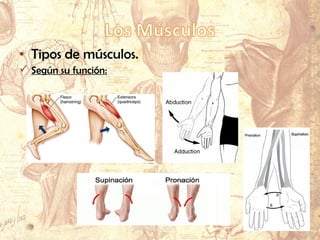 • Tipos de músculos.
 Según su función:
 