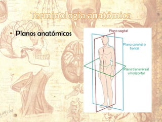 • Planos anatómicos
 