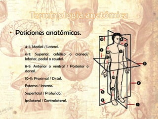 • Posiciones anatómicas.
4-5: Medial / Lateral.
6-7: Superior, cefálico o craneal/
Inferior, podal o caudal.
8-9: Anterior o ventral / Posterior o
dorsal.
10-11: Proximal / Distal.
Externo / Interno.
Superficial / Profundo.
Ipsilateral / Contralateral.
 