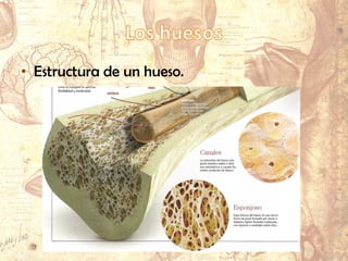 • Estructura de un hueso.
 