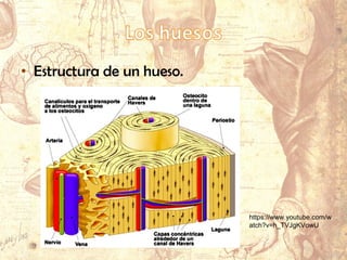 • Estructura de un hueso.
https://www.youtube.com/w
atch?v=h_TVJgKVowU
 
