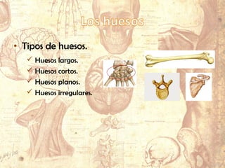 • Tipos de huesos.
 Huesos largos.
 Huesos cortos.
 Huesos planos.
 Huesos irregulares.
 