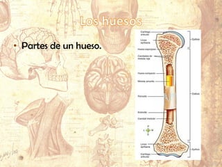 • Partes de un hueso.
 