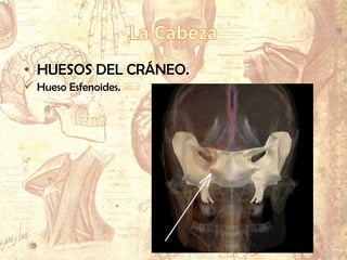 • HUESOS DEL CRÁNEO.
 Hueso Esfenoides.
 