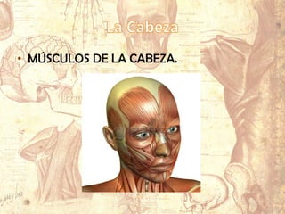 • MÚSCULOS DE LA CABEZA.
 