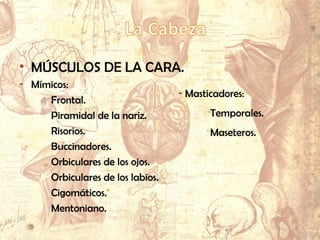 • MÚSCULOS DE LA CABEZA.
- Mímicos:
Frontal.
Nasales.
Risorios.
Bucinadores.
Orbiculares de los ojos.
Orbiculares de los labios.
- Masticadores:
• MÚSCULOS DE LA CARA.
- Mímicos:
Frontal.
Piramidal de la nariz.
Risorios.
Buccinadores.
Orbiculares de los ojos.
Orbiculares de los labios.
Cigomáticos.
Mentoniano.
- Masticadores:
Temporales.
Maseteros.
 
