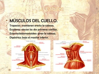 • MÚSCULOS DE LA CABEZA.
- Mímicos:
Frontal.
Nasales.
Risorios.
Bucinadores.
Orbiculares de los ojos.
Orbiculares de los labios.
- Masticadores:
• MÚSCULOS DEL CUELLO.
- Trapecios: mantienen erecta la cabeza.
- Escalenos: elevan las dos primeras costillas.
- Esternocleidomastoideo: giran la cabeza.
- Digástrico: baja el maxilar inferior.
 