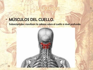 • MÚSCULOS DE LA CABEZA.
- Mímicos:
Frontal.
Nasales.
Risorios.
Bucinadores.
Orbiculares de los ojos.
Orbiculares de los labios.
- Masticadores:
• MÚSCULOS DEL CUELLO.
- Suboccipitales: movilizan la cabeza sobre el cuello a nivel profundo.
 