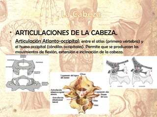 • MÚSCULOS DE LA CABEZA.
- Mímicos:
Frontal.
Nasales.
Risorios.
Bucinadores.
Orbiculares de los ojos.
Orbiculares de los labios.
- Masticadores:
• ARTICULACIONES DE LA CABEZA.
- Articulación Atlanto-occipital: entre el atlas (primera vértebra) y
el hueso occipital (cóndilos occipitales). Permite que se produzcan los
movimientos de flexión, extensión e inclinación de la cabeza.
 