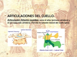 • MÚSCULOS DE LA CABEZA.
- Mímicos:
Frontal.
Nasales.
Risorios.
Bucinadores.
Orbiculares de los ojos.
Orbiculares de los labios.
- Masticadores:
• ARTICULACIONES DEL CUELLO.
- Articulación Atlanto-axoidea: entre el atlas (primera vértebra) y
el axis (segunda vértebra). Permite la rotación lateral del cuello (giro).
 