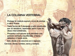 • LA COLUMNA VERTEBRAL.
- Protege la médula espinal y sirve de anclaje
a otros huesos.
- Tiene forma de S alargada y está constituida
por 33 vértebras, separadas entre sí por los
discos intervertebrales.
- Presenta 4 curvaturas que permiten una
posición vertical y equilibrada: 2 hacia
delante y 2 hacia atrás.
- Esto divide a la columna en 5 regiones:
Cervical, dorsal, lumbar, sacra y coxígea.
 