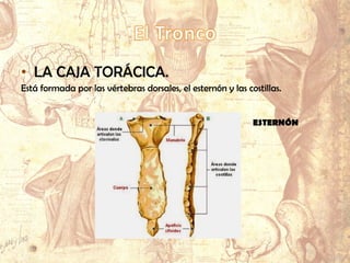 • LA CAJA TORÁCICA.
Está formada por las vértebras dorsales, el esternón y las costillas.
ESTERNÓN
 