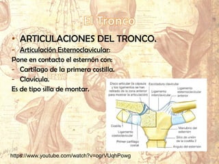• ARTICULACIONES DEL TRONCO.
- Articulación Esternoclavicular:
Pone en contacto el esternón con:
- Cartílago de la primera costilla.
- Clavícula.
Es de tipo silla de montar.
https://www.youtube.com/watch?v=ogrVUqhPowg
 
