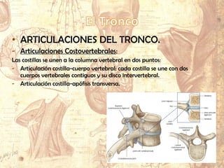 • ARTICULACIONES DEL TRONCO.
- Articulaciones Costovertebrales:
Las costillas se unen a la columna vertebral en dos puntos:
- Articulación costilla-cuerpo vertebral: cada costilla se une con dos
cuerpos vertebrales contiguos y su disco intervertebral.
- Articulación costilla-apófisis transversa.
 