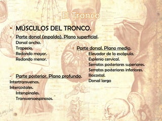 • MÚSCULOS DEL TRONCO.
- Parte dorsal (espalda). Plano superficial.
Dorsal ancho.
Trapecio.
Redondo mayor.
Redondo menor.
- Parte posterior. Plano profundo.
Intertransversos.
Intercostales.
Interspinales.
Transversoespinosos.
- Parte dorsal. Plano medio.
Elevador de la escápula.
Esplenio cervical.
Serratos posteriores superiores.
Serratos posteriores inferiores.
Iliocostal.
Dorsal largo
 