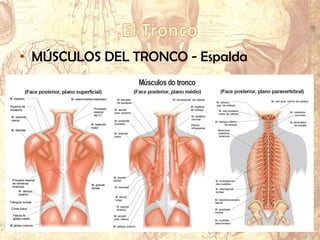 • MÚSCULOS DEL TRONCO - Espalda
 