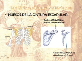 • HUESOS DE LA CINTURA ESCAPULAR.
Apófisis ACROMION (se
articula con la clavícula)
Cavidad GLENOIDEA (se
articula con el húmero)
 