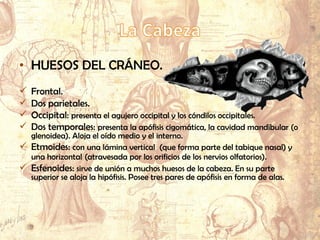 • HUESOS DEL CRÁNEO.
 Frontal.
 Dos parietales.
 Occipital: presenta el agujero occipital y los cóndilos occipitales.
 Dos temporales: presenta la apófisis cigomática, la cavidad mandibular (o
glenoidea). Aloja el oído medio y el interno.
 Etmoides: con una lámina vertical (que forma parte del tabique nasal) y
una horizontal (atravesada por los orificios de los nervios olfatorios).
 Esfenoides: sirve de unión a muchos huesos de la cabeza. En su parte
superior se aloja la hipófisis. Posee tres pares de apófisis en forma de alas.
 