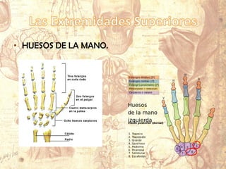 • HUESOS DE LA MANO.
 