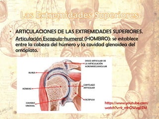 • ARTICULACIONES DE LAS EXTREMIDADES SUPERIORES.
- Articulación Escapulo-humeral (HOMBRO): se establece
entre la cabeza del húmero y la cavidad glenoidea del
omóplato.
https://www.youtube.com/
watch?v=9_mhQWvg7ZM
 