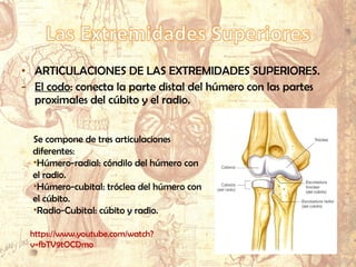 • ARTICULACIONES DE LAS EXTREMIDADES SUPERIORES.
- El codo: conecta la parte distal del húmero con las partes
proximales del cúbito y el radio.
Se compone de tres articulaciones
diferentes:
•Húmero-radial: cóndilo del húmero con
el radio.
•Húmero-cubital: tróclea del húmero con
el cúbito.
•Radio-Cubital: cúbito y radio.
https://www.youtube.com/watch?
v=fbTV9tOCDmo
 