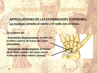 • ARTICULACIONES DE LAS EXTREMIDADES SUPERIORES.
- La muñeca: conecta el cúbito y el radio con el carpo.
Se compone de:
•Articulación Radiocarpiana: el radio con
la hilera superior de huesos del carpo
(elipsoidea).
•Articulación Mediocarpiana: los huesos
de la hilera superior del carpo con los
huesos de la hilera inferior (planas).
 