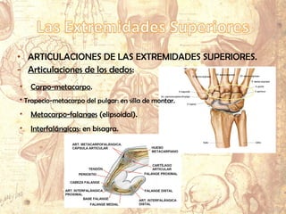 • ARTICULACIONES DE LAS EXTREMIDADES SUPERIORES.
- Articulaciones de los dedos:
• Carpo-metacarpo.
* Trapecio-metacarpo del pulgar: en silla de montar.
• Metacarpo-falanges (elipsoidal).
• Interfalángicas: en bisagra.
 