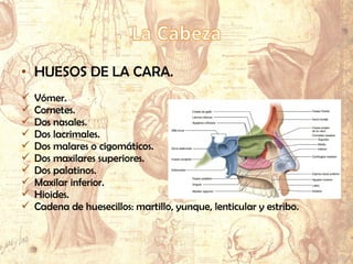 • HUESOS DE LA CARA.
 Vómer.
 Cornetes.
 Dos nasales.
 Dos lacrimales.
 Dos malares o cigomáticos.
 Dos maxilares superiores.
 Dos palatinos.
 Maxilar inferior.
 Hioides.
 Cadena de huesecillos: martillo, yunque, lenticular y estribo.
 