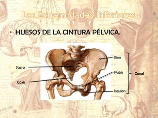 • HUESOS DE LA CINTURA PÉLVICA.
Ilion
Pubis
Isquion
Coxal
Sacro
Cóxis
 