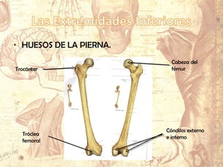 • HUESOS DE LA PIERNA.
Trocánter
Cabeza del
fémur
Cóndilos externo
e interno
Tróclea
femoral
 