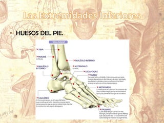 • HUESOS DEL PIE.
 
