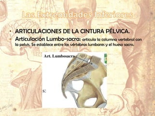 • ARTICULACIONES DE LA CINTURA PÉLVICA.
- Articulación Lumbo-sacra: articula la columna vertebral con
la pelvis. Se establece entre las vértebras lumbares y el hueso sacro.
 