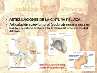 • ARTICULACIONES DE LA CINTURA PÉLVICA.
- Articulación coxo-femoral (cadera): articula la pierna con
la cintura pélvida. Se establece entre la cabeza del fémur y la cavidad
del coxal.
https://www.youtube.com
/watch?v=Eq3jmSCoiqM
 