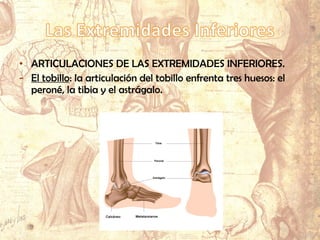 • ARTICULACIONES DE LAS EXTREMIDADES INFERIORES.
- El tobillo: la articulación del tobillo enfrenta tres huesos: el
peroné, la tibia y el astrágalo.
 