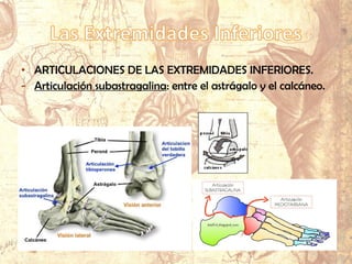 • ARTICULACIONES DE LAS EXTREMIDADES INFERIORES.
- Articulación subastragalina: entre el astrágalo y el calcáneo.
 