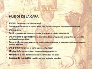 • HUESOS DE LA CARA.
 Vómer: forma parte del tabique nasal.
 Cornetes inferior: en el interior de las fosas nasales, debajo de los cornetes del etmoides.
 Dos nasales.
 Dos lacrimales: en las órbitas oculares, contienen los conductos lacrimales.
 Dos malares o cigomáticos: en las mejillas. Cada uno presenta una apófisis que se suelda
con la apófisis cigomática.
 Dos maxilares superiores: cada uno con una apófisis que se articula con el frontal. Presenta
alveolos dentarios.
 Dos palatinos: forman la parte superior del paladar.
 Maxilar inferior: mandíbula. Presenta alveolos dentarios.
 Hioides: en la base de la lengua. No está articulado con otros.
 Cadena de huesecillos: martillo, yunque, lenticular y estribo.
 