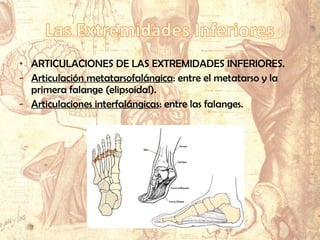 • ARTICULACIONES DE LAS EXTREMIDADES INFERIORES.
- Articulación metatarsofalángica: entre el metatarso y la
primera falange (elipsoidal).
- Articulaciones interfalángicas: entre las falanges.
 
