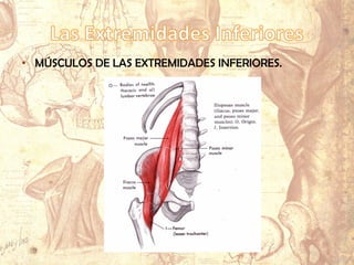 • MÚSCULOS DE LAS EXTREMIDADES INFERIORES.
 