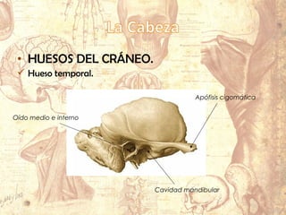 • HUESOS DEL CRÁNEO.
 Hueso temporal.
Apófisis cigomática
Cavidad mandibular
Oído medio e interno
 