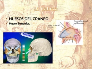 • HUESOS DEL CRÁNEO.
 Hueso Etmoides. Lámina vertical del
Etmoides
Lámina horizontal
del Etmoides
 