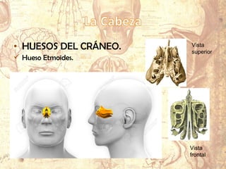• HUESOS DEL CRÁNEO.
 Hueso Etmoides.
Vista
superior
Vista
frontal
 