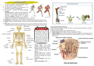 El aparato locomotor, también llamado sistema
musculo esquelético, está formado por:
 Los huesos, los cartílagos, las articulaciones y los
ligamentos conforman el sistema óseo.
 Los músculos y tendones que forman el sistema
muscular.
El sistema óseo es la armazón sólida formada por
todos los huesos que tenemos y que da soporte a los
músculos y otros tejidos blandos de nuestro
cuerpo. El esqueleto humano es la estructura
principal del sistema óseo, formado por huesos, los
cartílagos y las articulaciones. Las funciones del sistema óseo son:
 Movimiento: los huesos junto con los músculos y articulaciones permiten al cuerpo moverse.
 Sostén: sostiene los tejidos blandos, da forma al cuerpo siendo posible mantenernos en dos
pies.
 Protección: protege los órganos internos del cuerpo, ejem: las vértebras de la columna protegen
la médula espinal, el cráneo al encéfalo. Según su forma los huesos pueden ser de tres tipos:
El esqueleto humano, que es
la estructura principal del
sistema óseo, formado por
206 huesos: 26 en el cráneo,
41 en la cara, 27 en las
manos y 26 en los pies. Los
bebés nacen con alrededor
de 300 huesos, pero al crecer
terminarán con 206 huesos,
debido a que, con el tiempo
algunos huesos se fusionan.
¿Cómo están formados los huesos?
Están formados por colágeno y fosfato de calcio, es un mineral que le da dureza y resistencia
a cada uno de estos órganos.
Los huesos tienen 2 tipos de tejido, llamado tejido óseo:
1. Tejido compacto, parte externa, más dura y resistente del hueso.
2. Tejido esponjoso, que se ubica en el interior del hueso compacto y está compuesto por las
llamadas trabéculas óseas, que forman una red porosa dentro de la que se encuentra la
médula ósea.
-Huesos largos: tienen forma
alargada. Actúan como palancas
para el movimiento (fémur, tibia).
- Huesos cortos: son más o menos
cúbicos (vértebras, huesos de la
muñeca).
-Huesos planos: forma aplanada.
protectores de órganos o para la
inserción de músculos (los huesos
del cráneo).
-Huesos Irregulares: hueso de la
pelvis.
-Huesos Sesamoides: rótula
 
