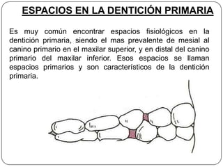 ESPACIOS EN LA DENTICIÓN PRIMARIA

Es muy común encontrar espacios fisiológicos en la
dentición primaria, siendo el mas prevalente de mesial al
canino primario en el maxilar superior, y en distal del canino
primario del maxilar inferior. Esos espacios se llaman
espacios primarios y son característicos de la dentición
primaria.
 