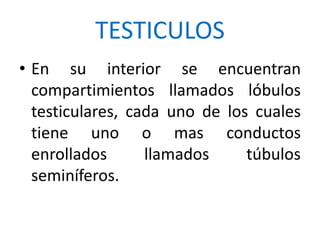 TESTICULOS
• En su interior se encuentran
compartimientos llamados lóbulos
testiculares, cada uno de los cuales
tiene uno o mas conductos
enrollados llamados túbulos
seminíferos.
 